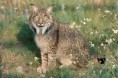 /album/animais%20em%20vias%20de%20extin%c3%a7%c3%a3o/lince-iberico-jpg/